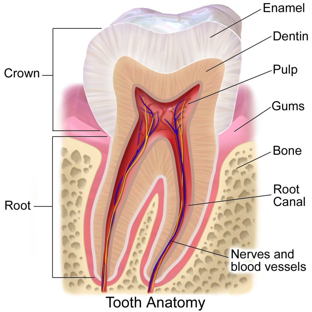 Tooth anatomy and dental pulp